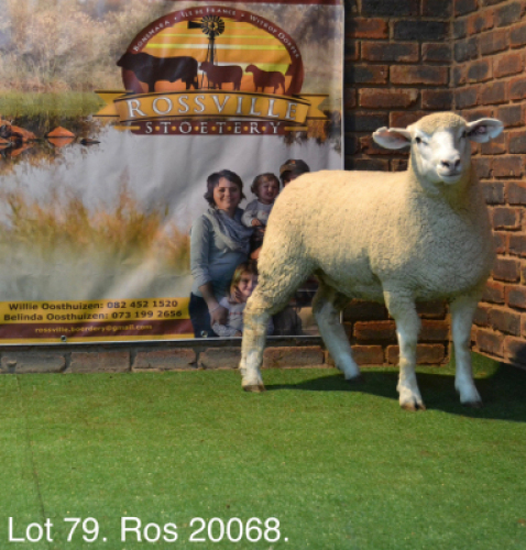 LOT 79 OOI : ROS 20 00 - W.H. OOSTHUIZEN&nbsp;&nbsp;