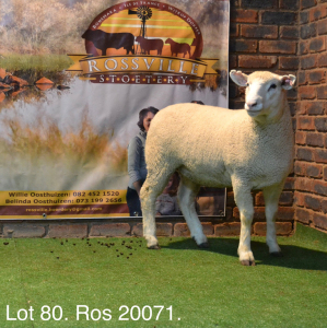 LOT 80 OOI : ROS 20 00 - W.H. OOSTHUIZEN