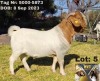 1X BOERGOAT BUCK BRENDAN PRETORIUS