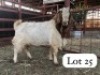 1X BOERGOAT BUCK STEPHEN NTSHOLE