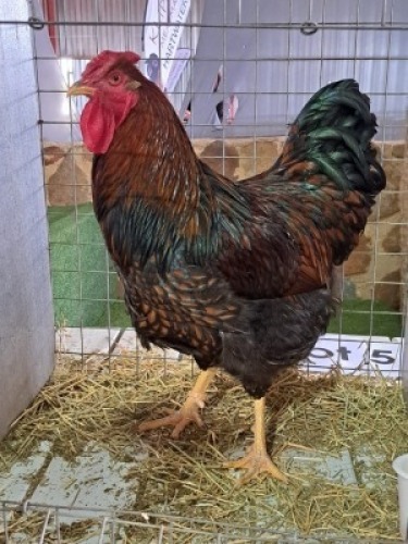 2X CHICKEN NOT RECORDED MALE & FEMALE FRANK LAMBERT