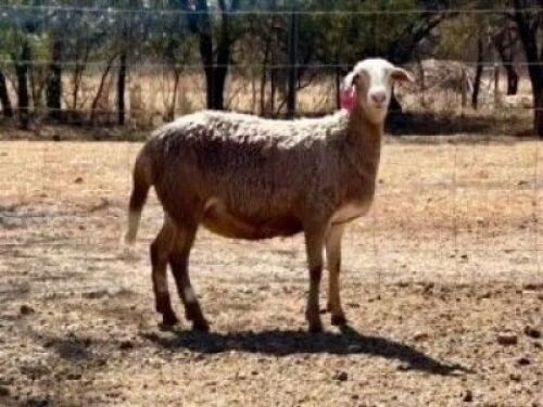 1X MEATMASTER NOT RECORDED PREGNANT EWE KAMEELFONTEIN MEATMASTERS