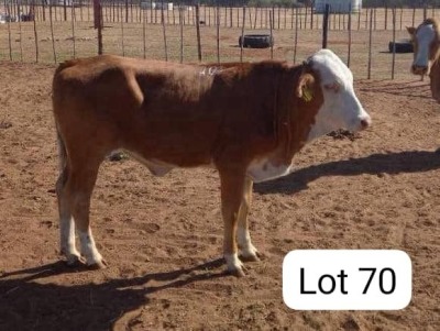 1X SIMMENTALER HEIFER ZANOOL ARBI