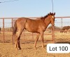 1X TSWANA MARE ZANOOL ARBI