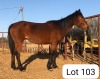 1X TSWANA MARE ZANOOL ARBI