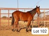 1X TSWANA MARE ZANOOL ARBI