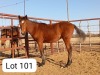 1X TSWANA MARE ZANOOL ARBI