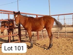 1X TSWANA MARE ZANOOL ARBI