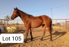 1X TSWANA STALLION ZANOOL ARBI