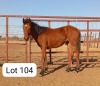 1X TSWANA MARE ZANOOL ARBI