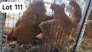 3X BUFF ORPINGTON ROOSTER & HEN PHILLIP VAN NIEKEK