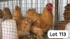 2X BUFF ORPINGTON ROOSTER & HEN PHILLIP VAN NIEKEK