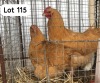 2X BUFF ORPINGTON ROOSTER & HEN PHILLIP VAN NIEKEK