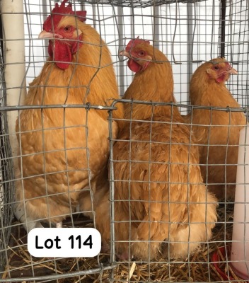 3X BUFF ORPINGTON ROOSTER & HEN PHILLIP VAN NIEKEK