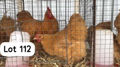 2X BUFF ORPINGTON ROOSTER & HEN PHILLIP VAN NIEKEK