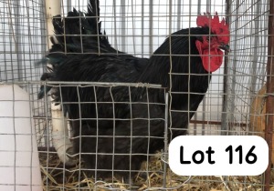 1X BLACK ORPINGTON ROOSTER PHILLIP VAN NIEKEK