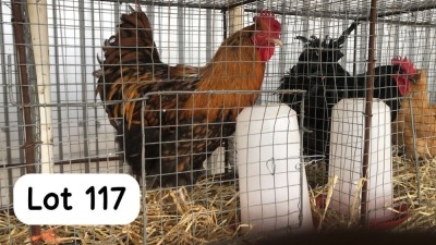 1X GOLD LACED ORPINGTON ROOSTER PHILLIP VAN NIEKEK