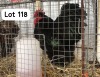 1X BLACK ORPINGTON ROOSTER PHILLIP VAN NIEKEK