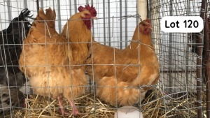 2X BUFF ORPINGTON ROOSTER & HEN PHILLIP VAN NIEKEK