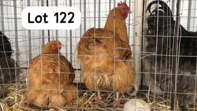 2X BUFF ORPINGTON ROOSTER & HEN PHILLIP VAN NIEKEK