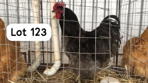 1X BLUE ORPINGTON ROOSTER PHILLIP VAN NIEKEK