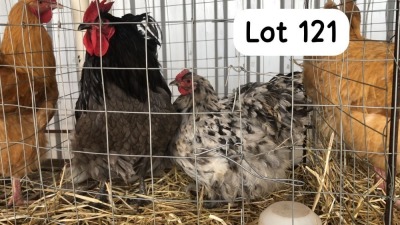 2X BLUE ORPINGTON ROOSTER & HEN PHILLIP VAN NIEKEK