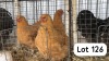 3X BUFF ORPINGTON HEN PHILLIP VAN NIEKEK