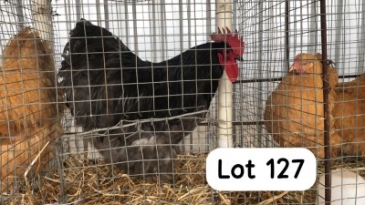 1X BLUE ORPINGTON ROOSTER PHILLIP VAN NIEKEK