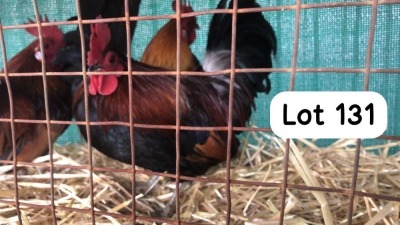 1X DUTCH BANTAM ROOSTER PHILLIP VAN NIEKEK