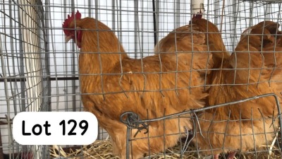 1X BUFF ORPINGTON ROOSTER PHILLIP VAN NIEKEK