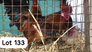 1X DUTCH BANTAM ROOSTER PHILLIP VAN NIEKEK