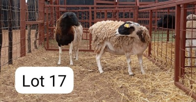 2X DORPER/MEATMASTER EWE ANDREW LIVERSAGE