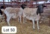 2X DORPER/MEATMASTER EWE ANDREW LIVERSAGE