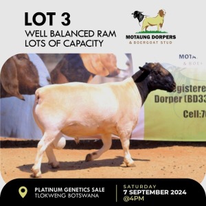 1X DORPER RAM MOTAUNG DORPERS & BOERGOAT STUD