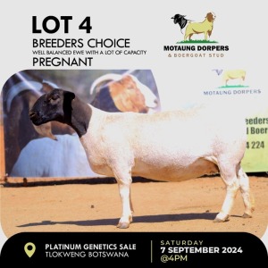 1X DORPER EWE MOTAUNG DORPERS & BOERGOAT STUD