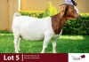 1X BOERGOAT DOE ROSEMO BOERGOATS