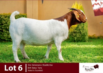 1X BOERGOAT DOE ROSEMO BOERGOATS