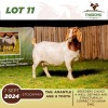 1X BOERGOAT DOE THABONG FARMS