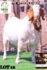 1X BOERGOAT BUCK TERRYMO FARMS