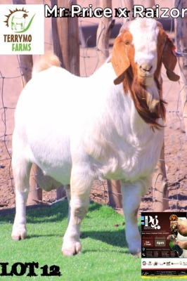 1X BOERGOAT BUCK TERRYMO FARMS