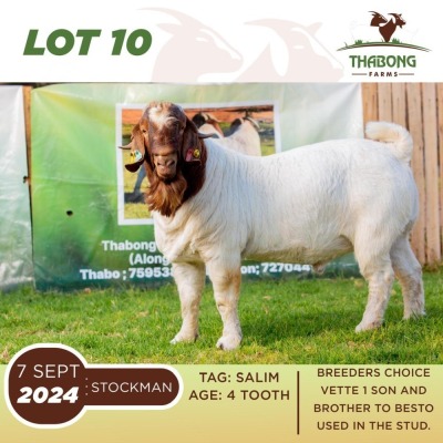 1X BOERGOAT BUCK THABONG FARMS