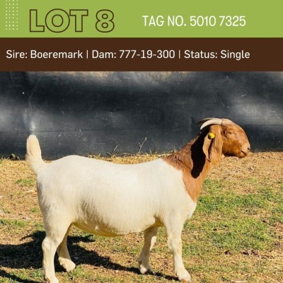 1X BOERGOAT DOE BUSHRA STUD