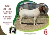 1X BOERGOAT BUCK OGS STUD