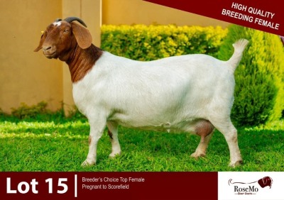 1X BOERGOAT DOE ROSEMO BOERGOATS