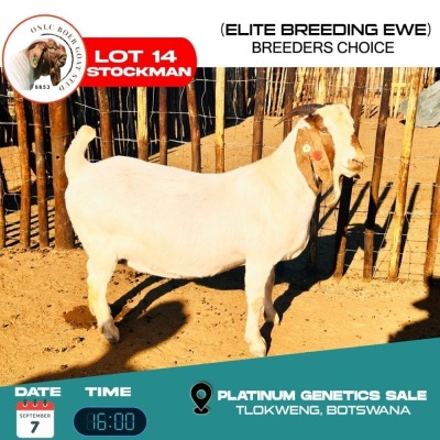 1X BOERGOAT DOE ONCL BOERGOAT STUD