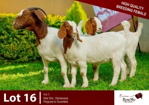 1+2X BOERGOAT DOE & KID ROSEMO BOERGOATS