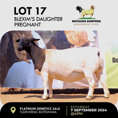 1X DORPER EWE MOTAUNG DORPERS & BOERGOAT STUD