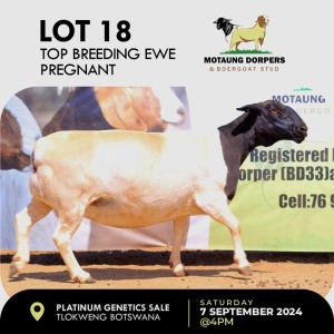 1X DORPER EWE MOTAUNG DORPERS & BOERGOAT STUD