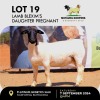 1X DORPER EWE MOTAUNG DORPERS & BOERGOAT STUD