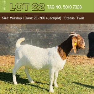 1X BOERGOAT DOE BUSHRA STUD